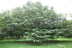 Artocarpus gomezianus subsp. zeylanicus